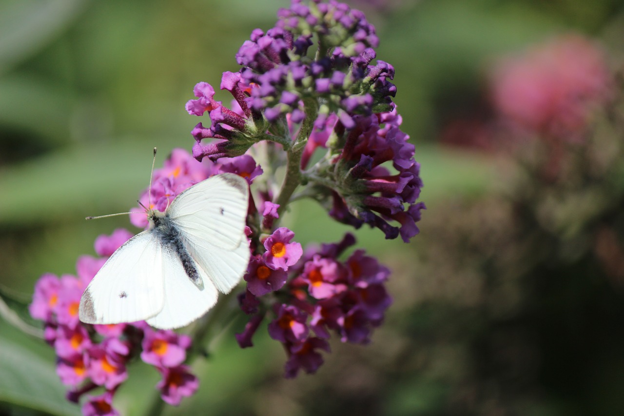 nature butterfly animal free photo