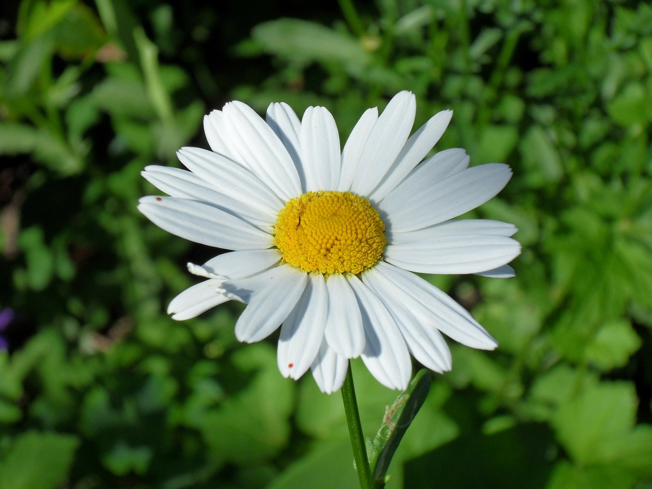 nature summer daisies free photo