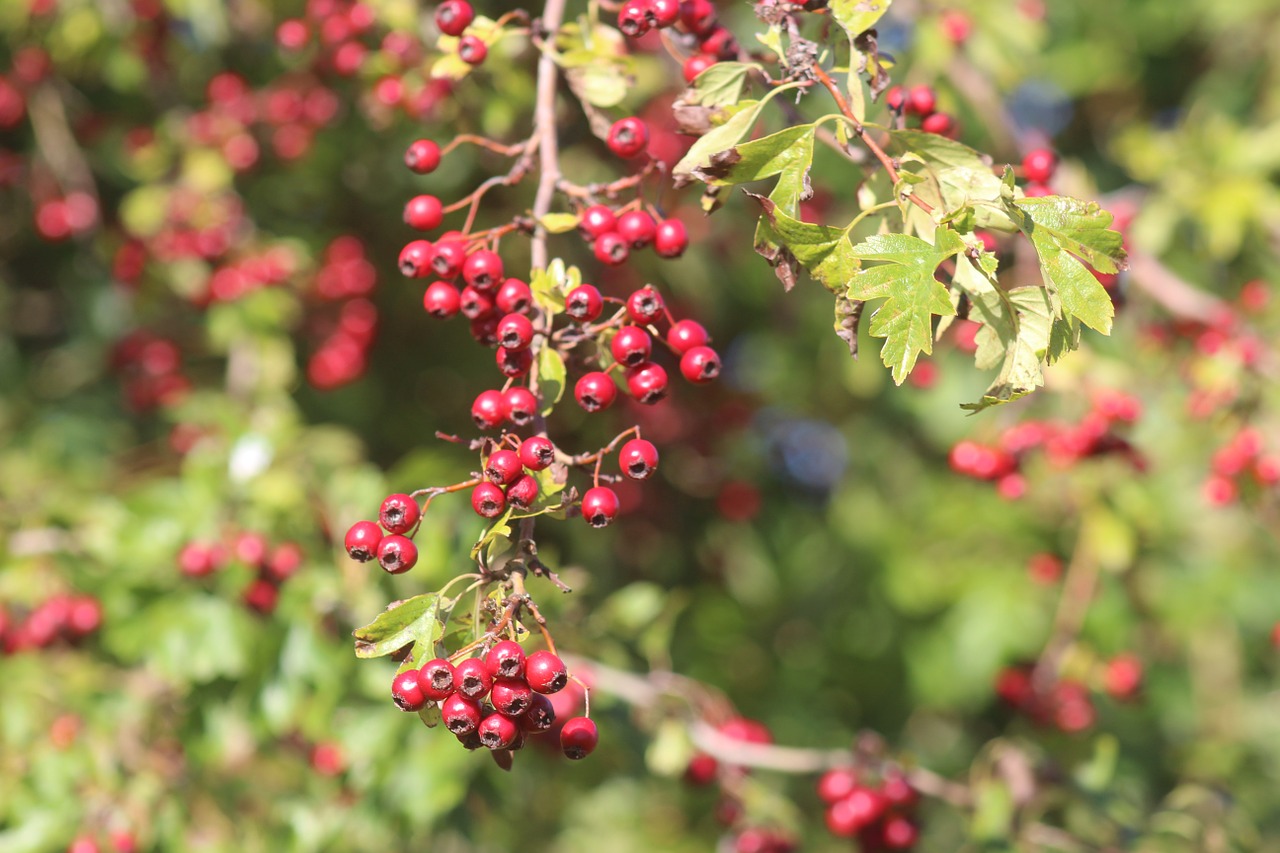 nature plant berries free photo