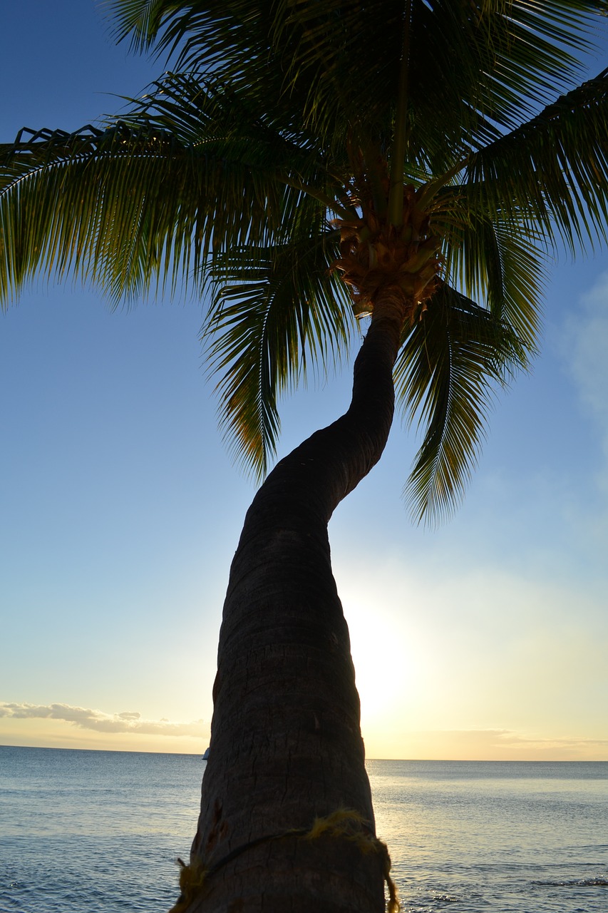 nature sunset palm tree free photo