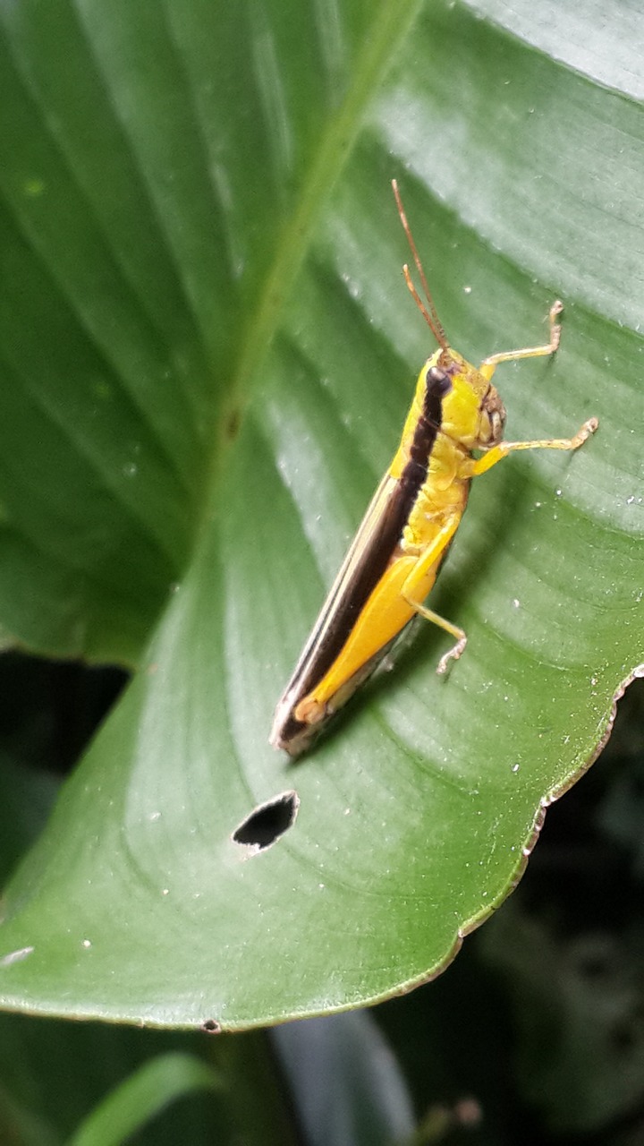 grasshopper insects nature free photo