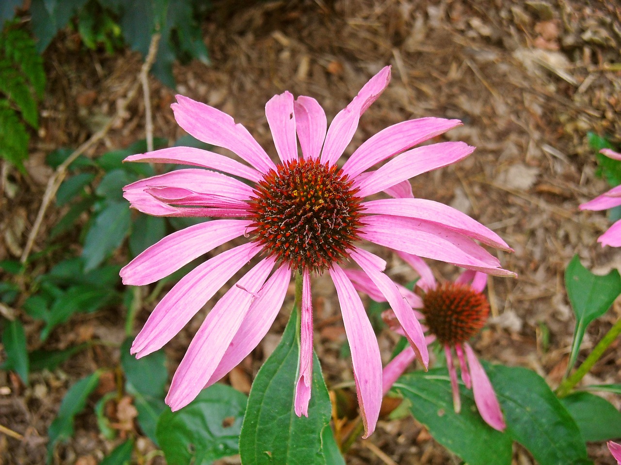 nature flowers echinacea purpurea free photo