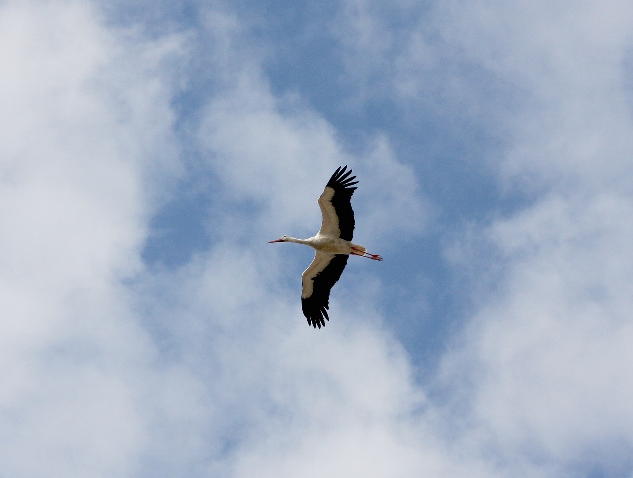 nature bird stork free photo