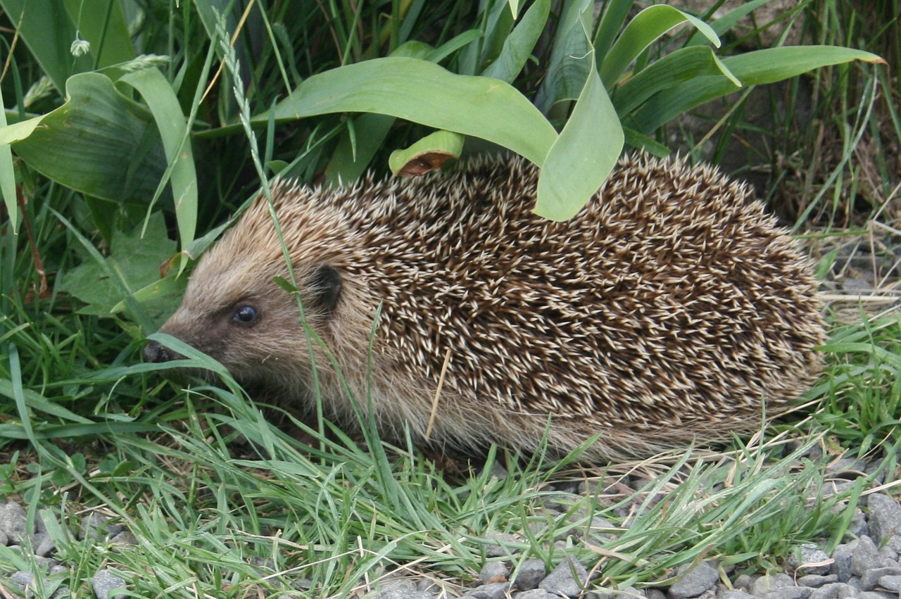 nature hedgehog animal free photo