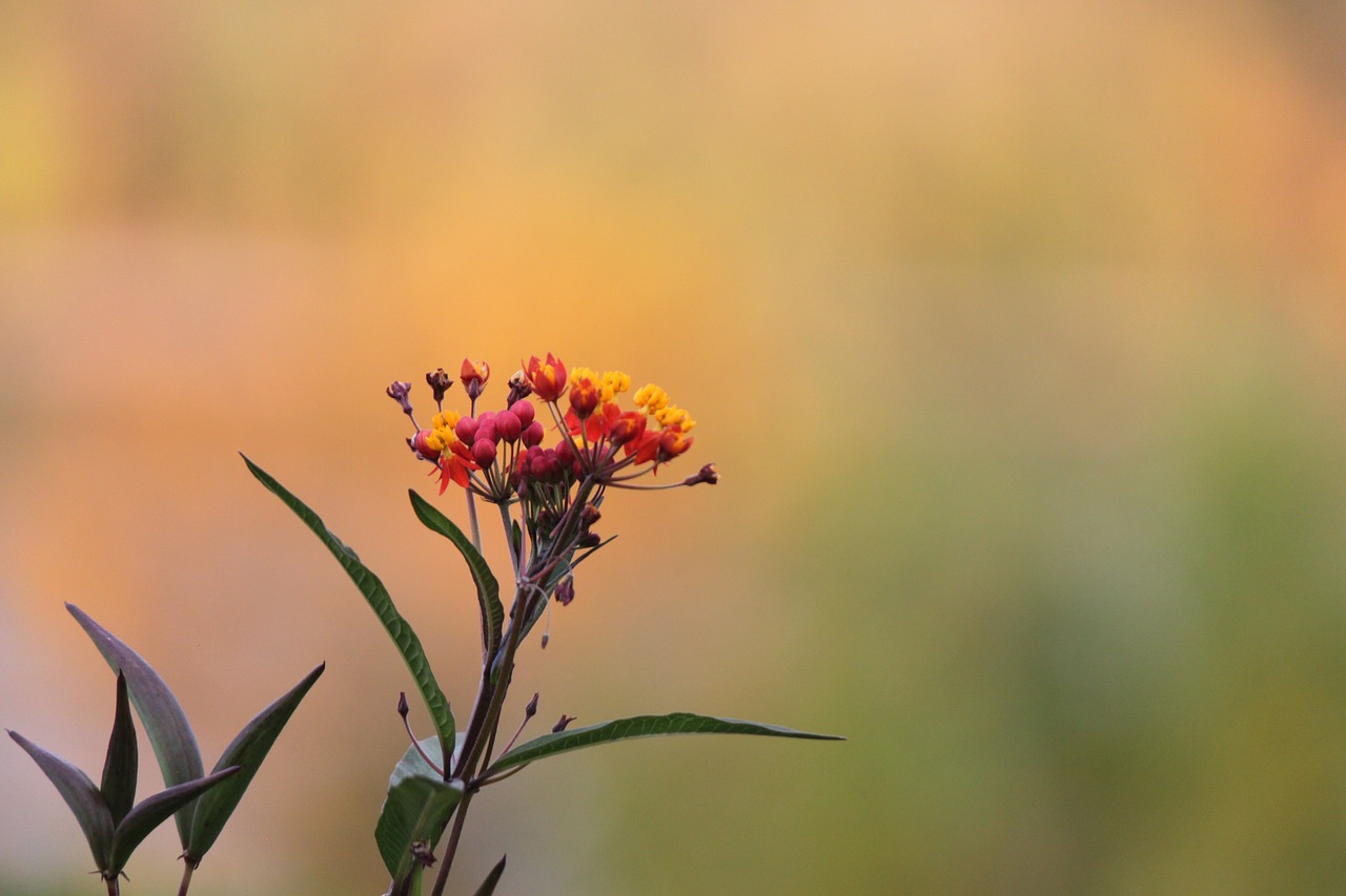 nature flowers bloom free photo