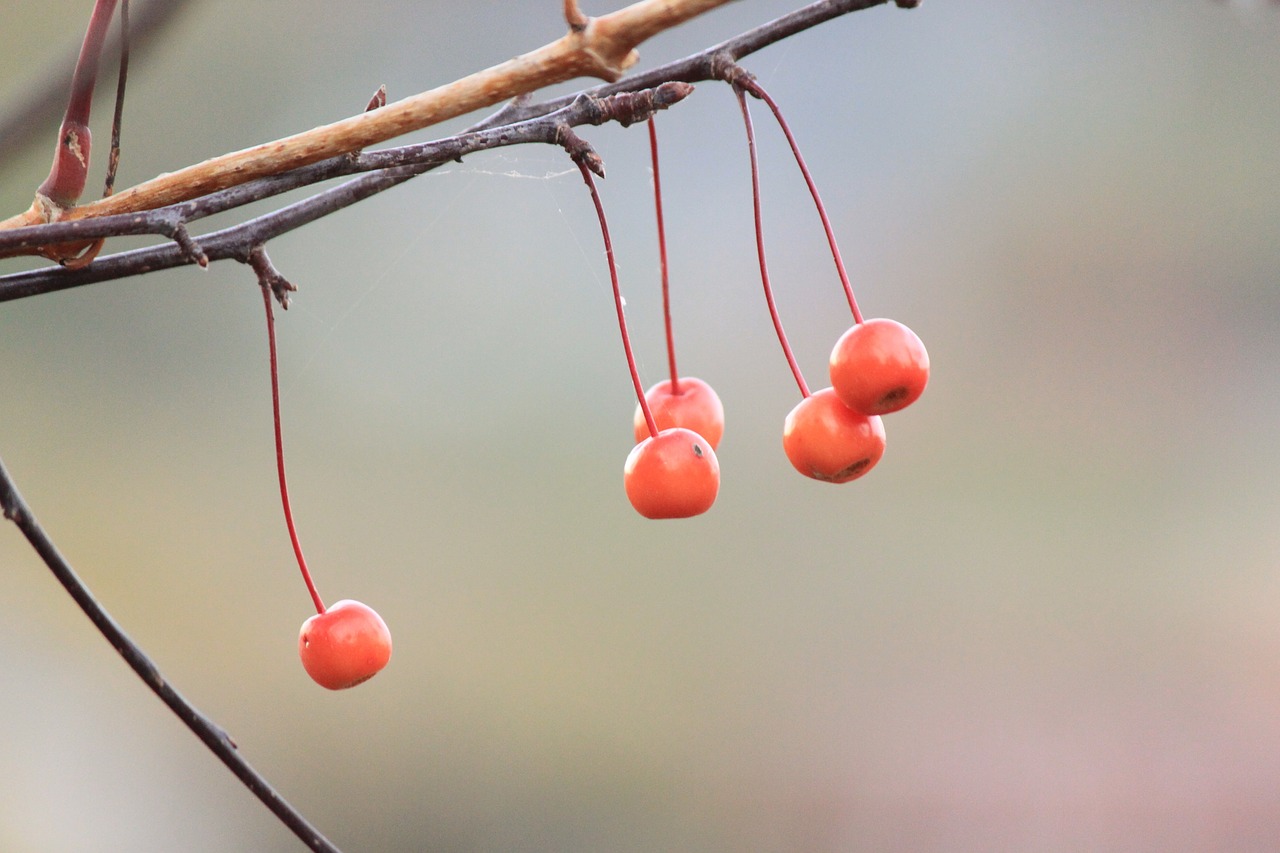 fruits cherry nature free photo