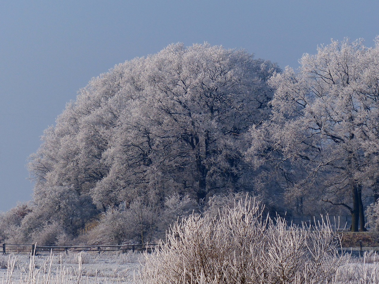 nature winter wintry free photo