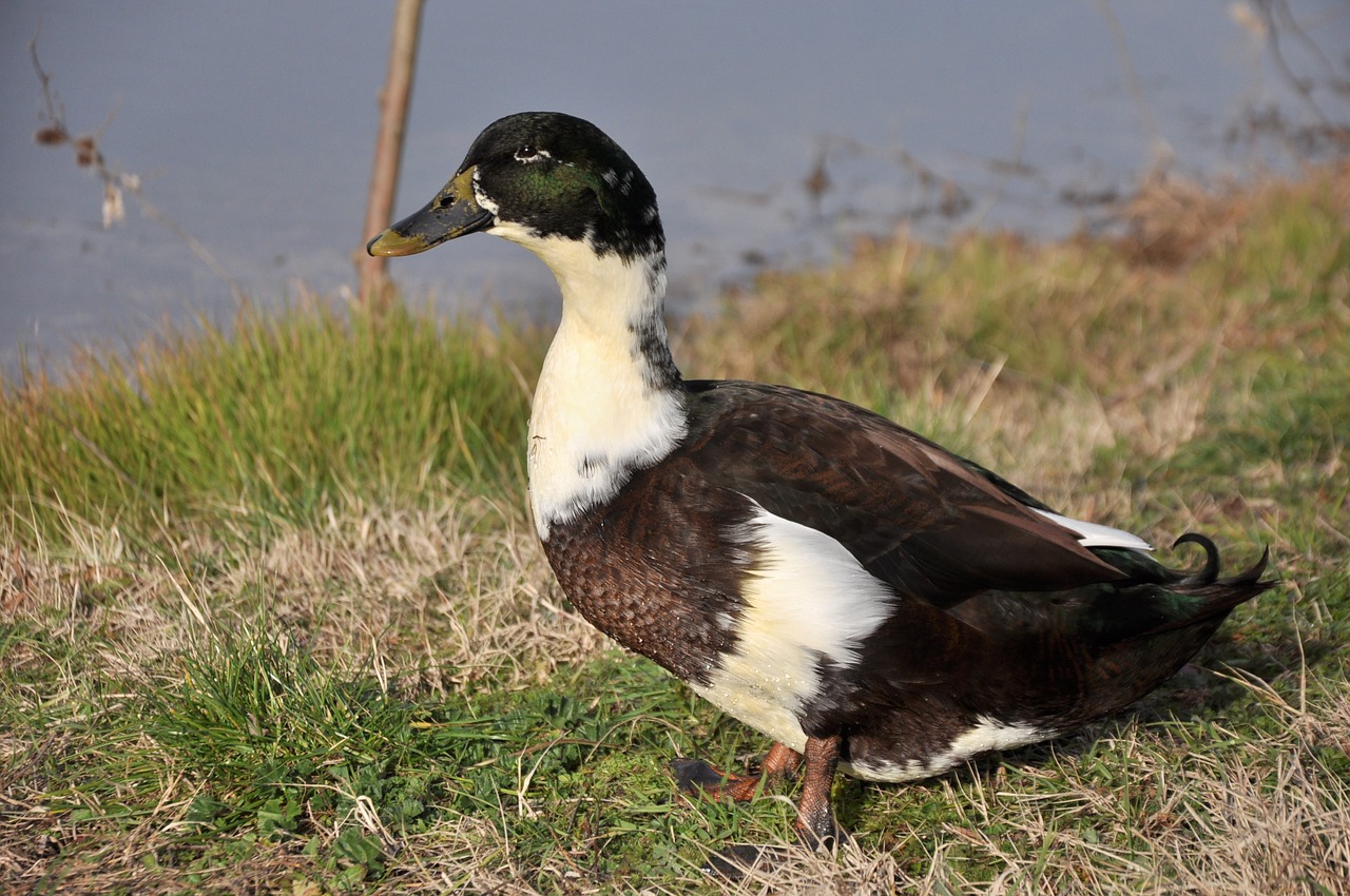 nature duck pond free photo