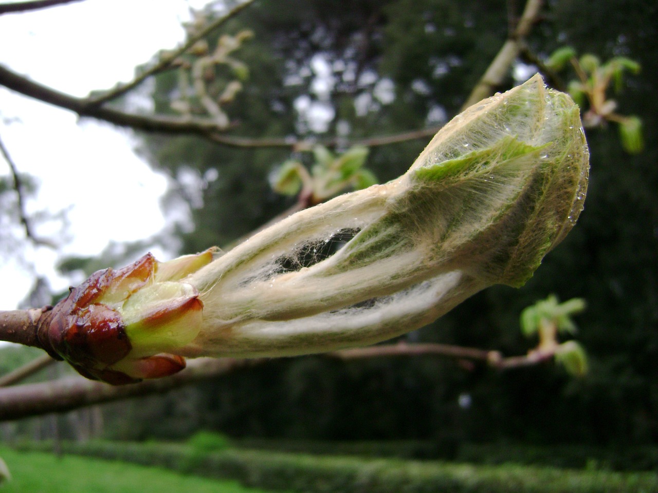 nature bloom plants free photo