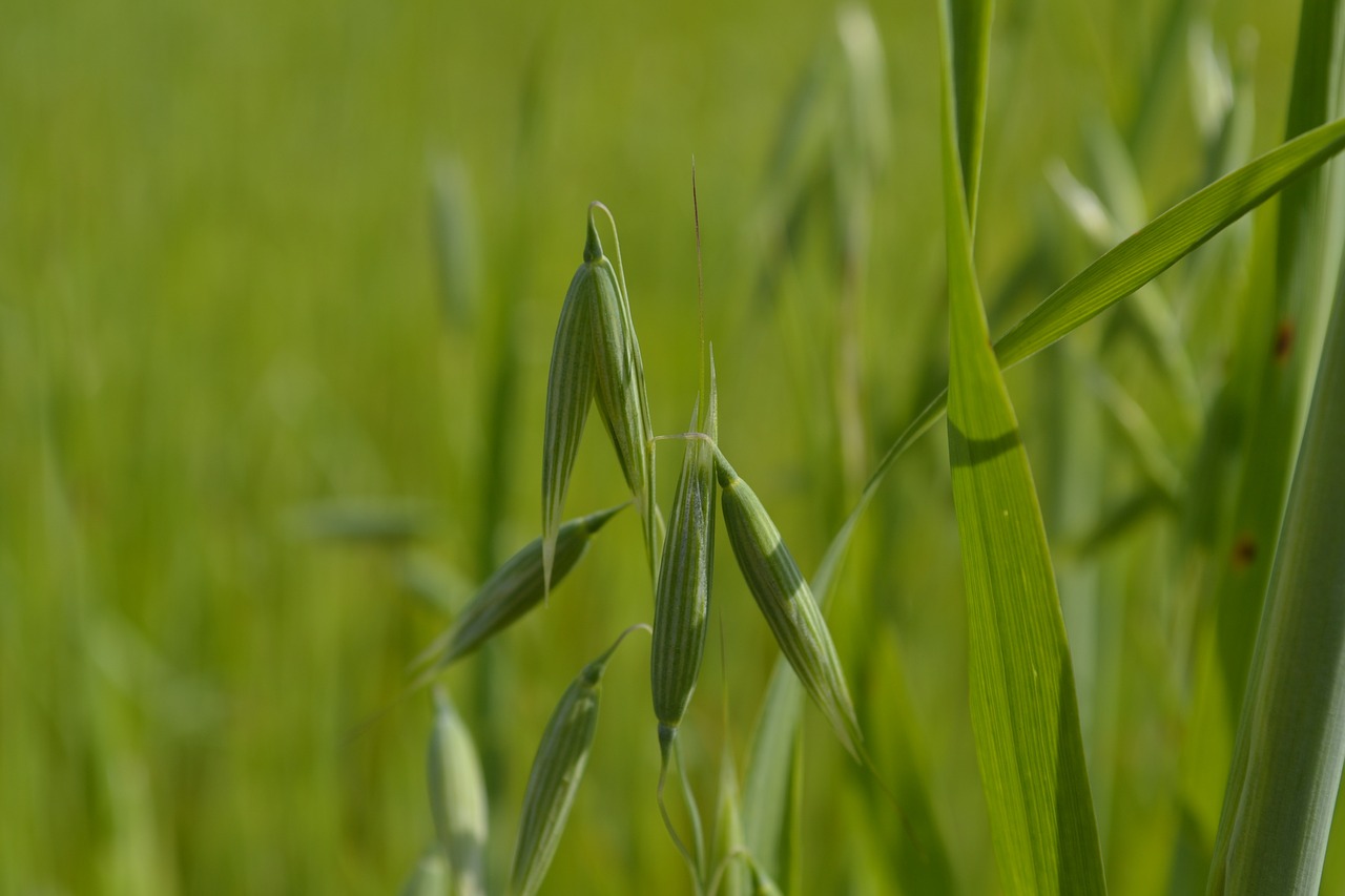 nature greens grass free photo