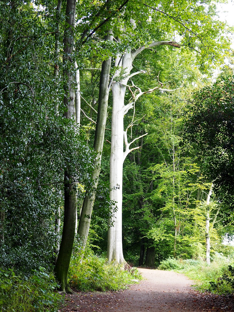 nature trees forest path free photo