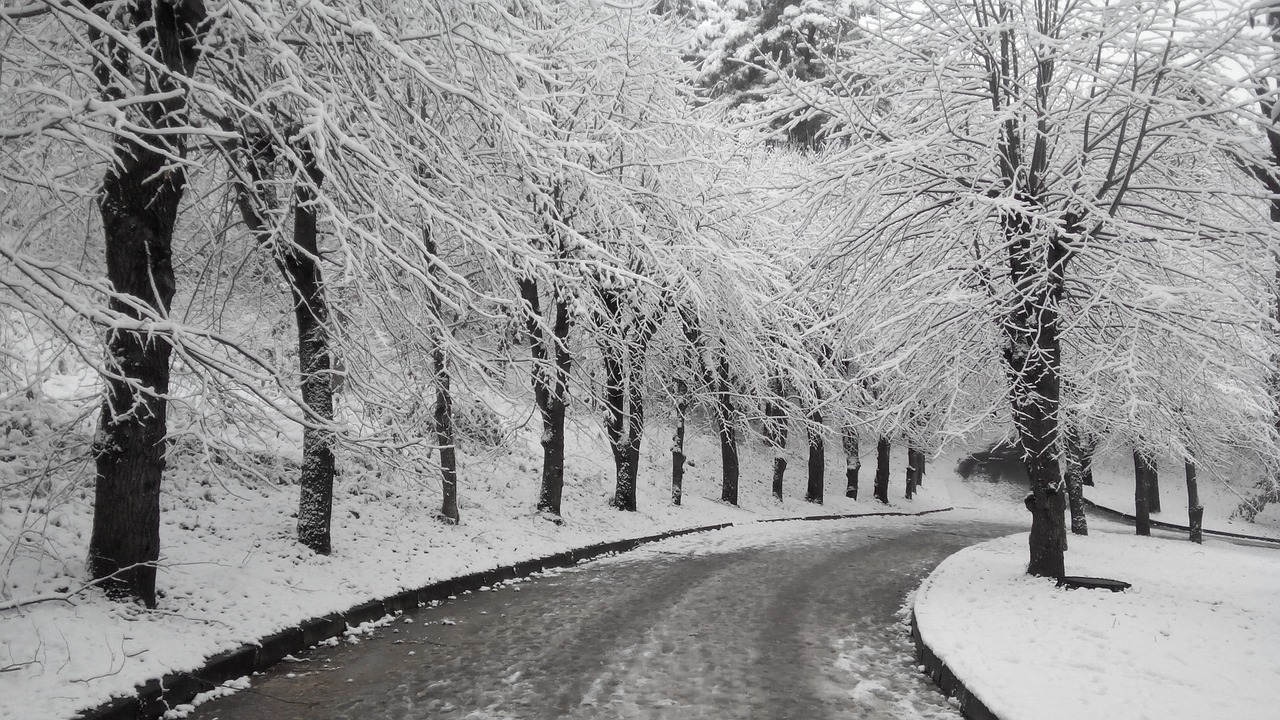 nature winter trees free photo