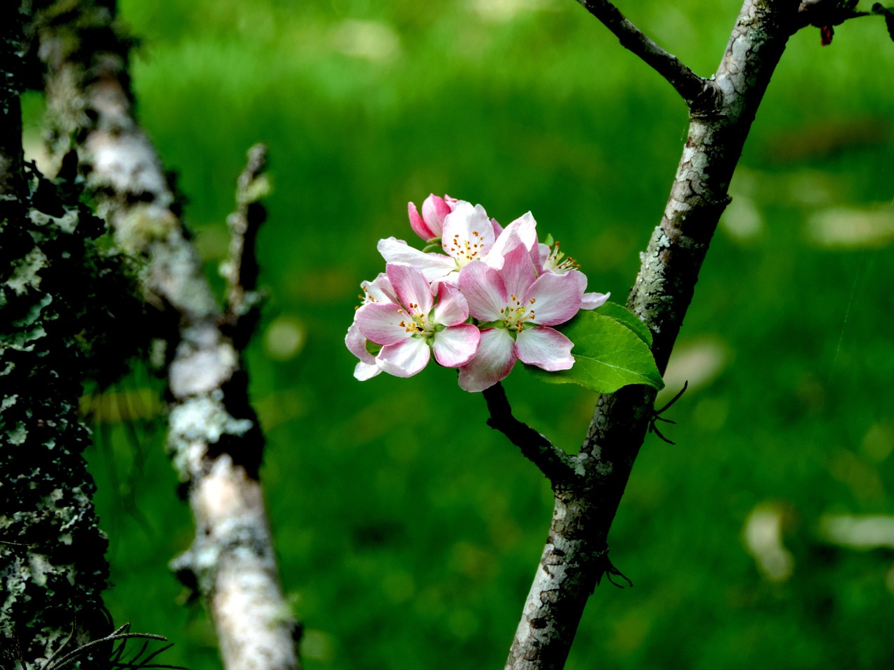 nature green flying free photo