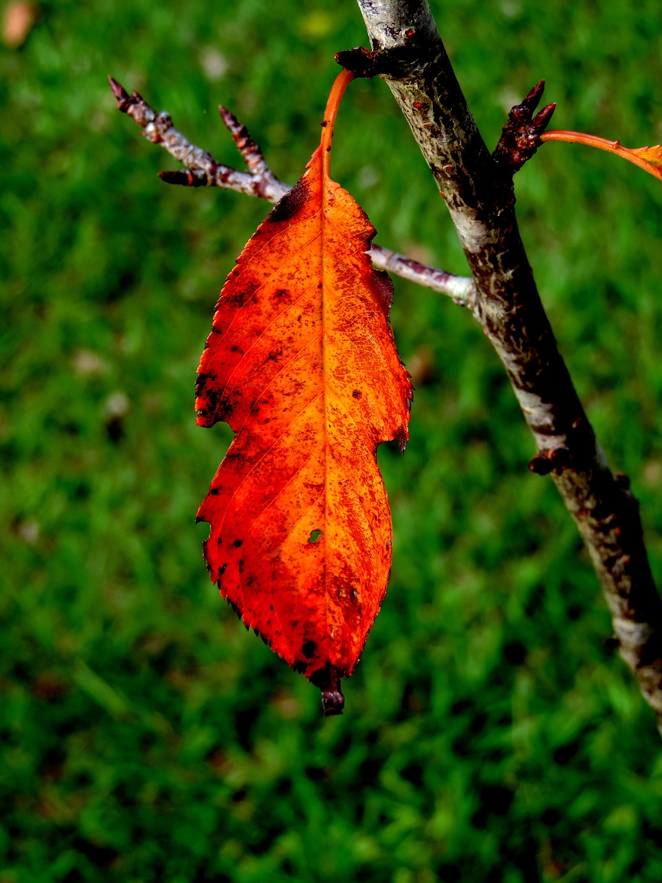 nature green flying free photo