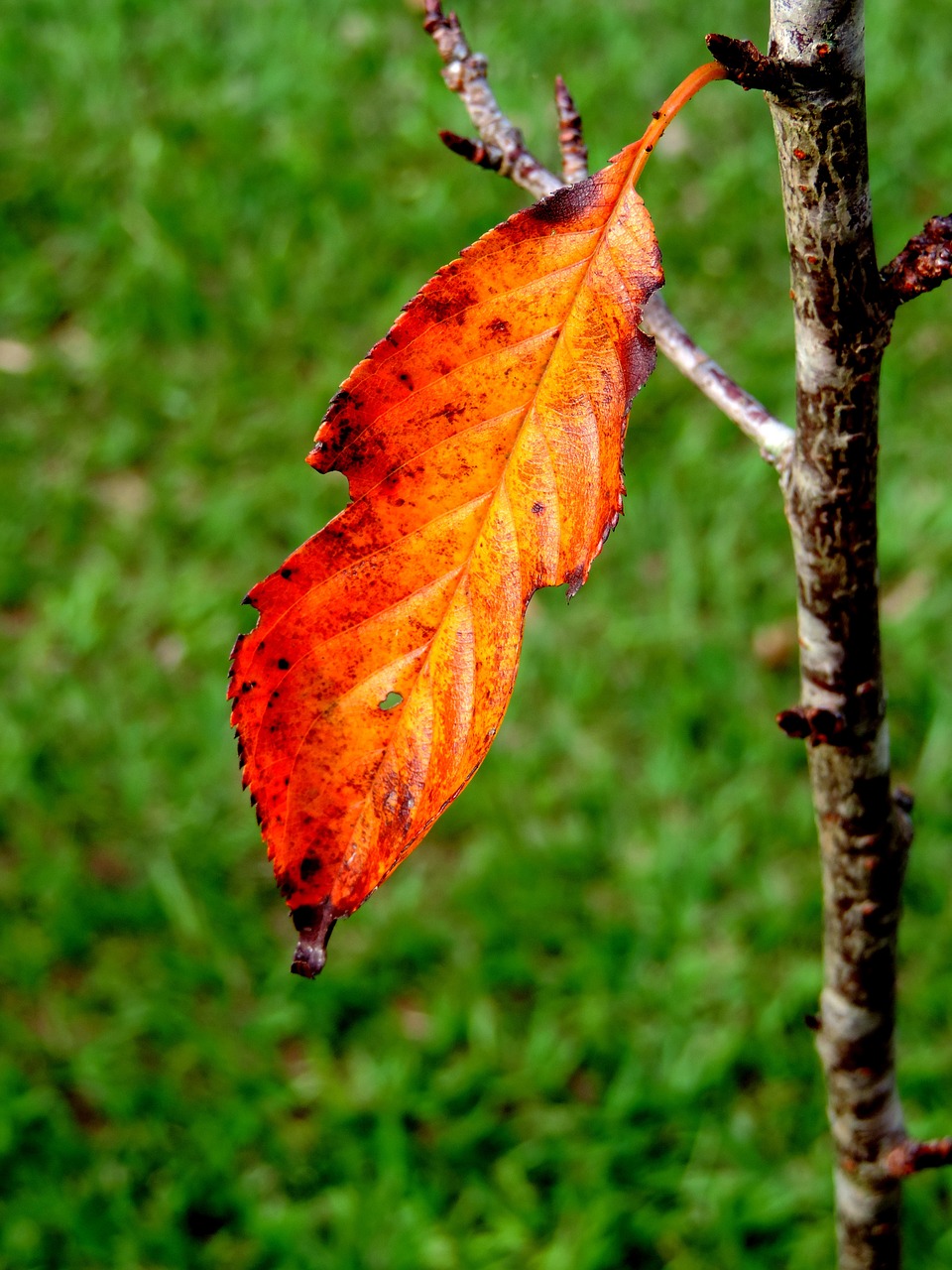 nature green flying free photo