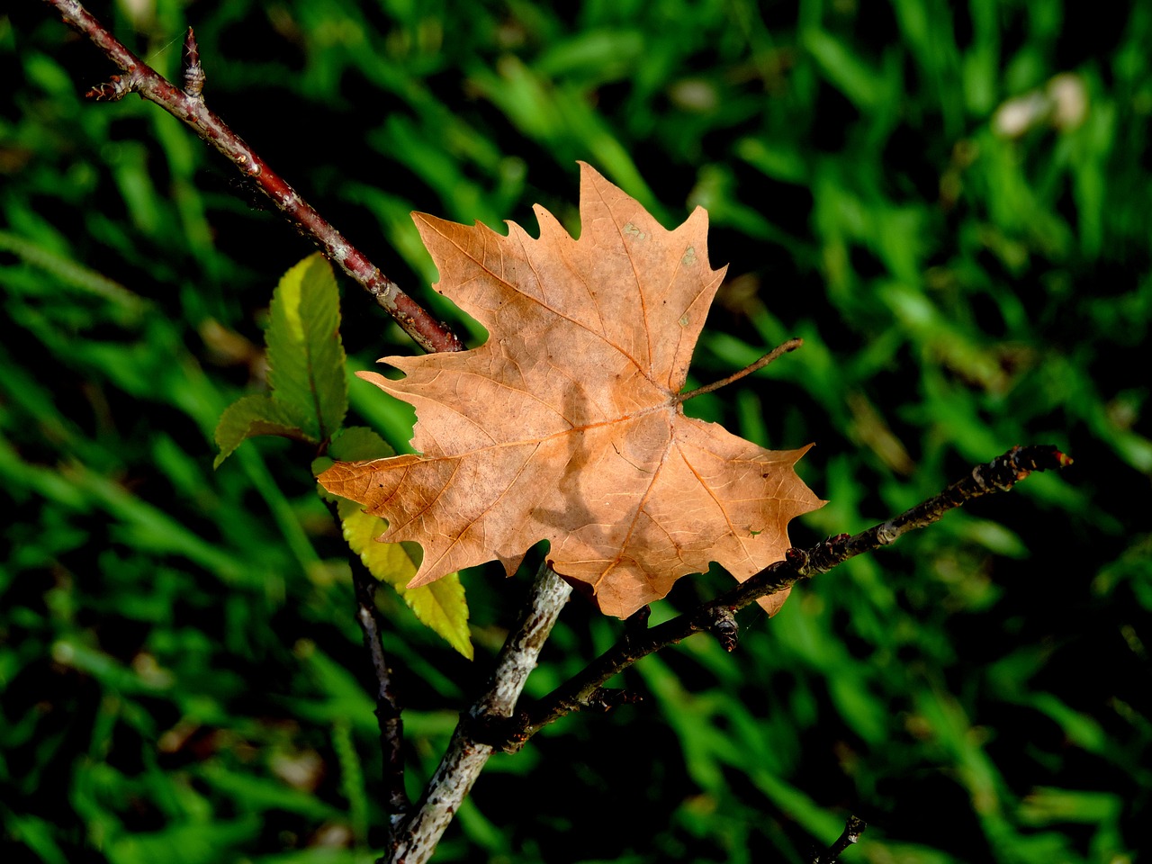 nature green flying free photo