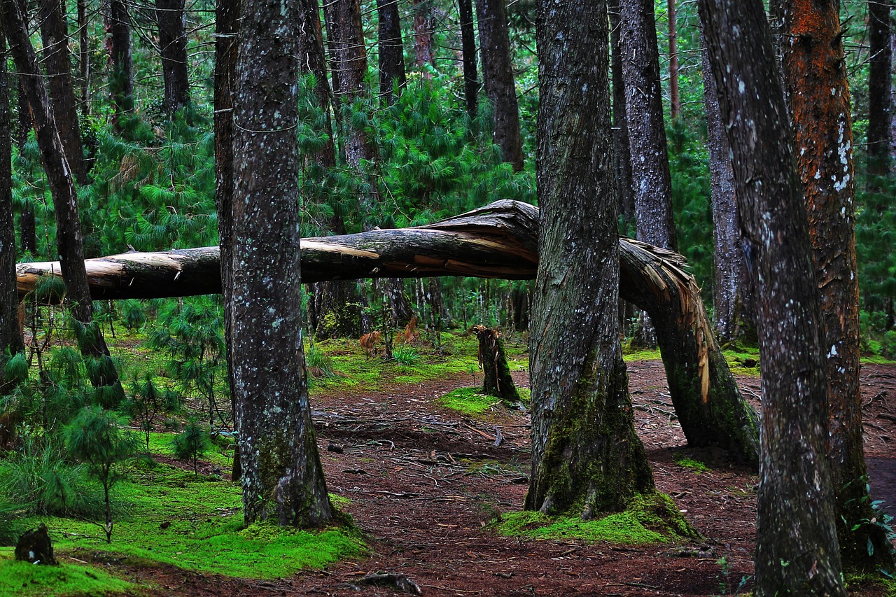 nature trees trunk free photo