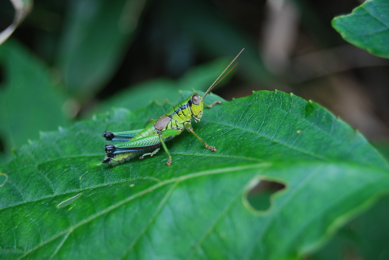 grasshopper nature insect free photo