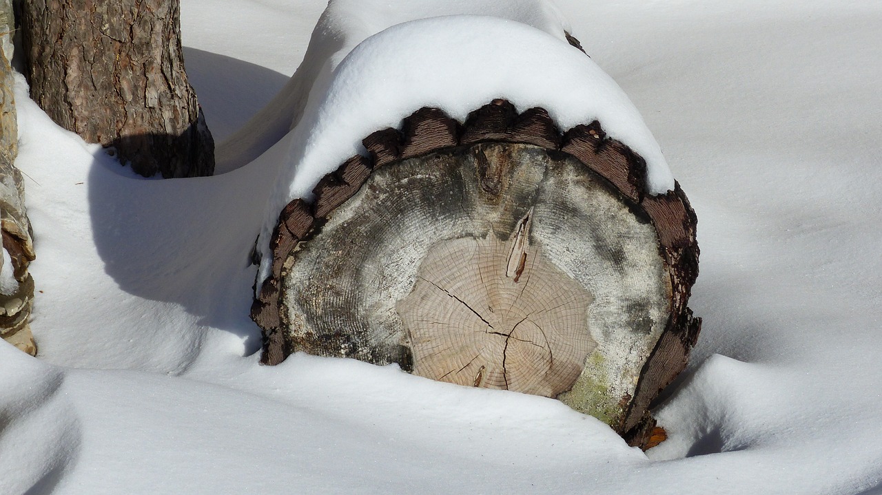 nature winter trunk free photo