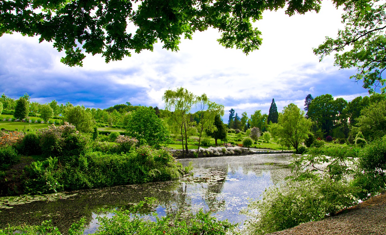 nature pond plants free photo