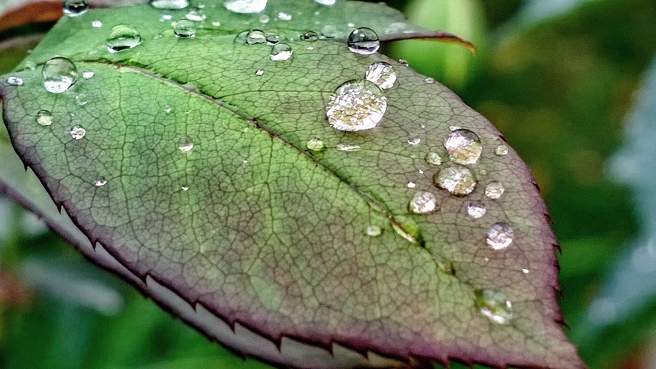 nature foliage drop free photo