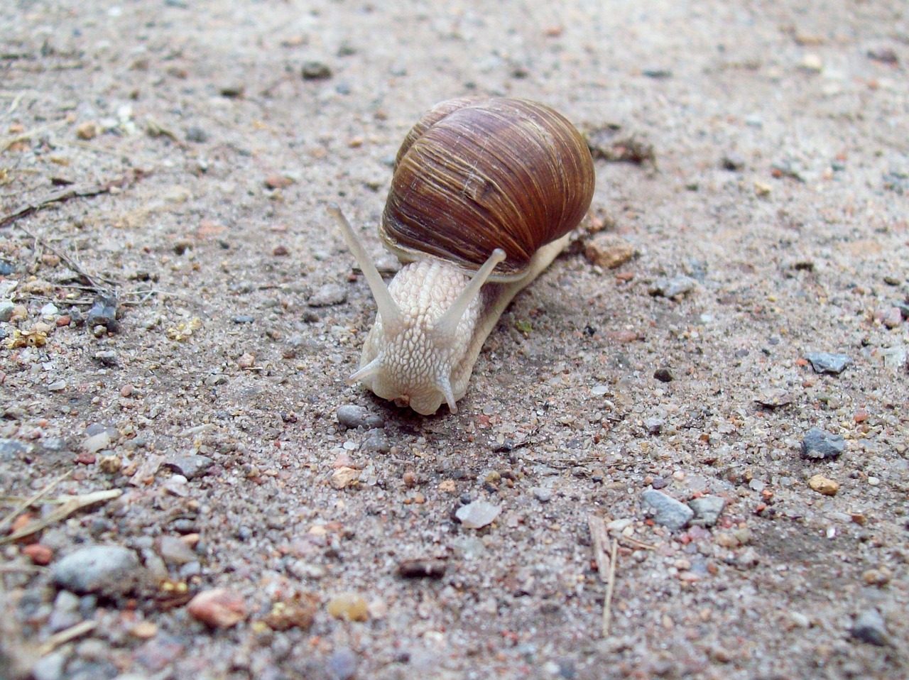 nature snail animals free photo