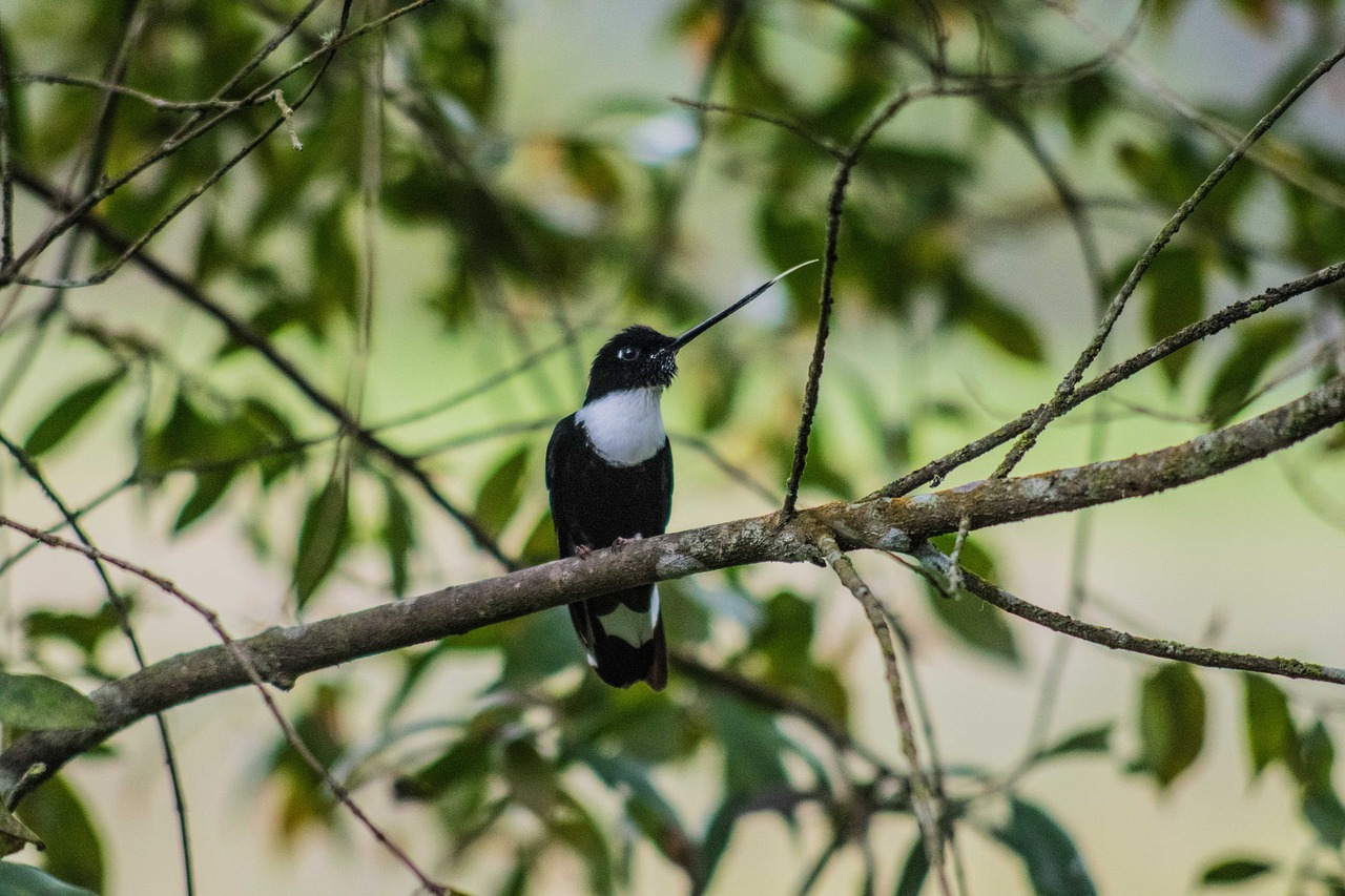 nature bird coli free photo