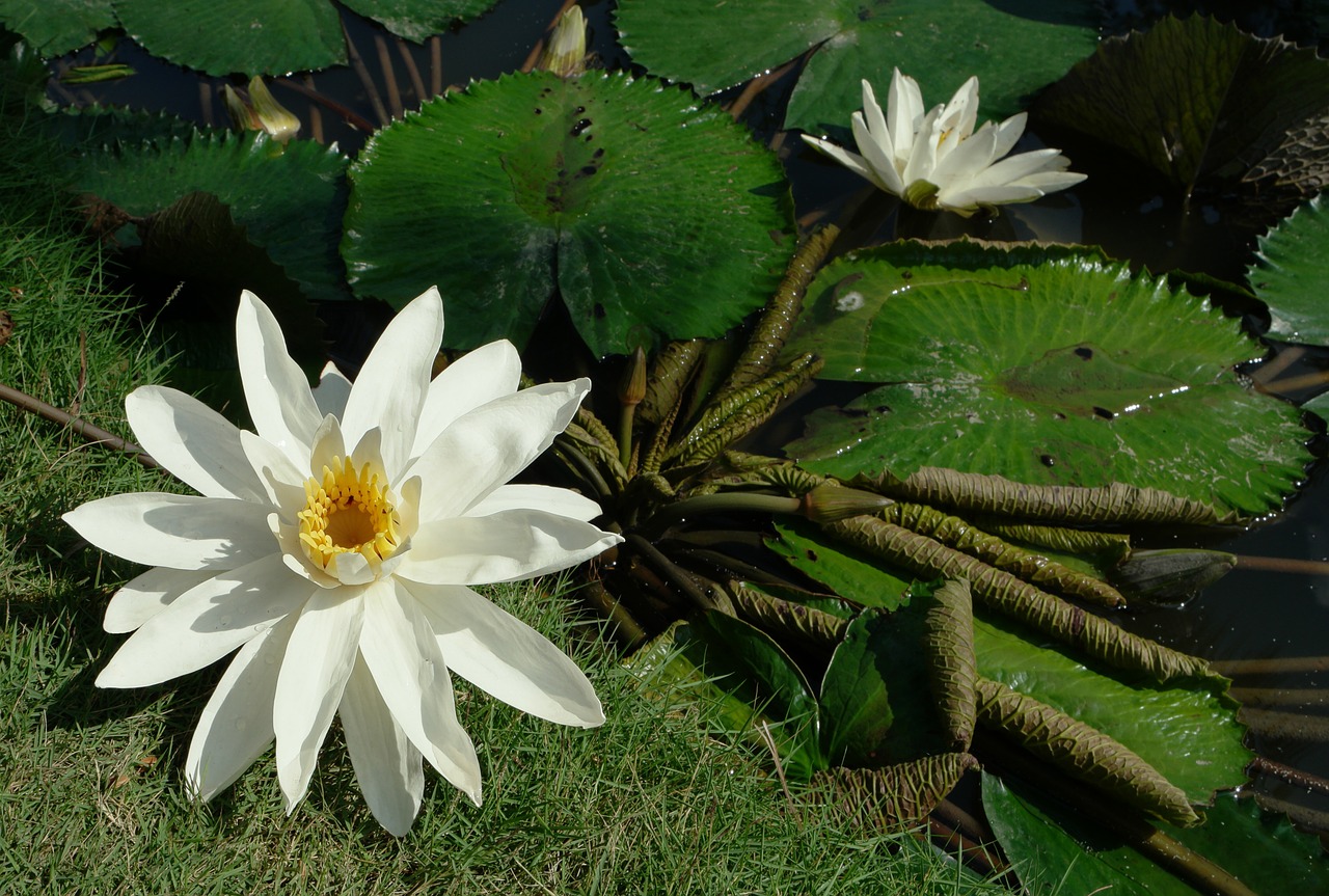 nature plants flowers free photo