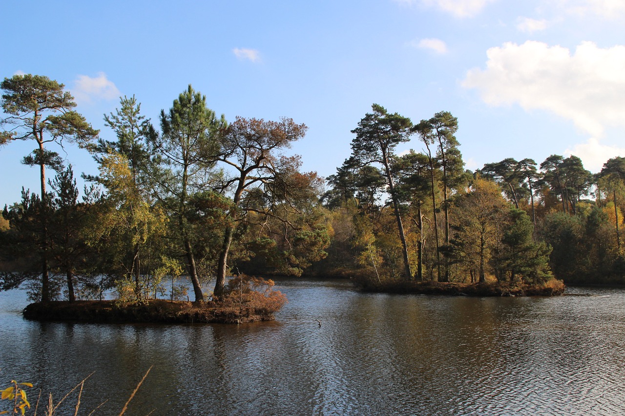 forest netherlands trees free photo