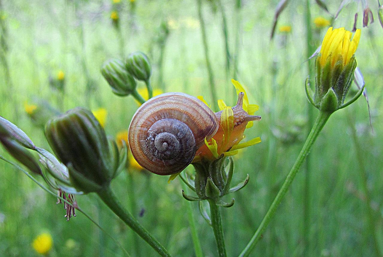 nature spring animals free photo