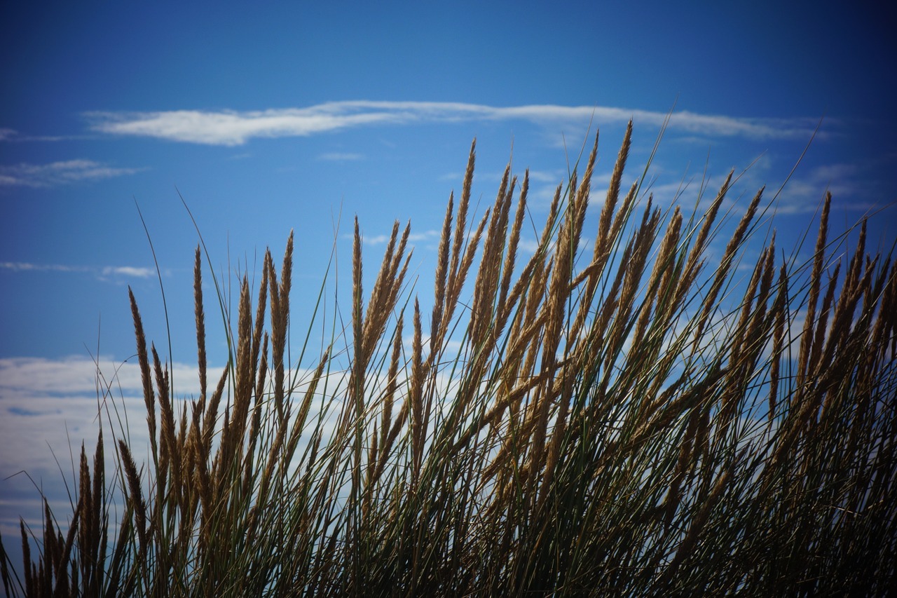 nature sky blue free photo