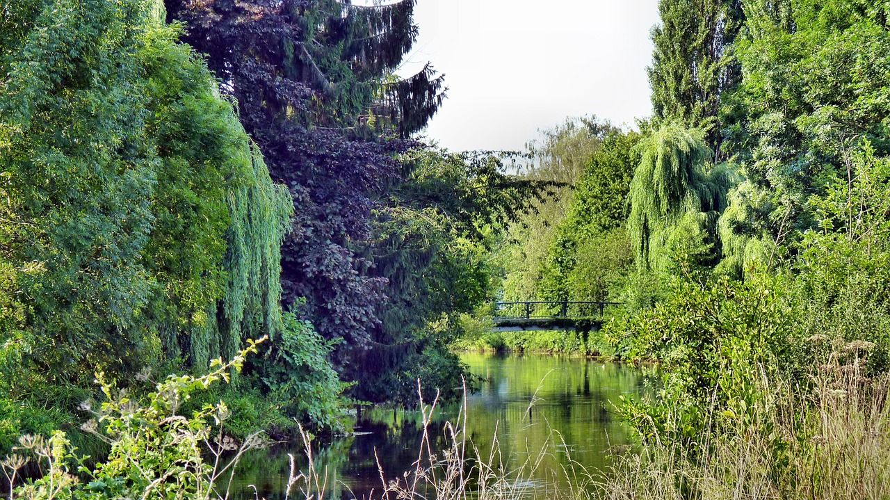 nature water trees free photo