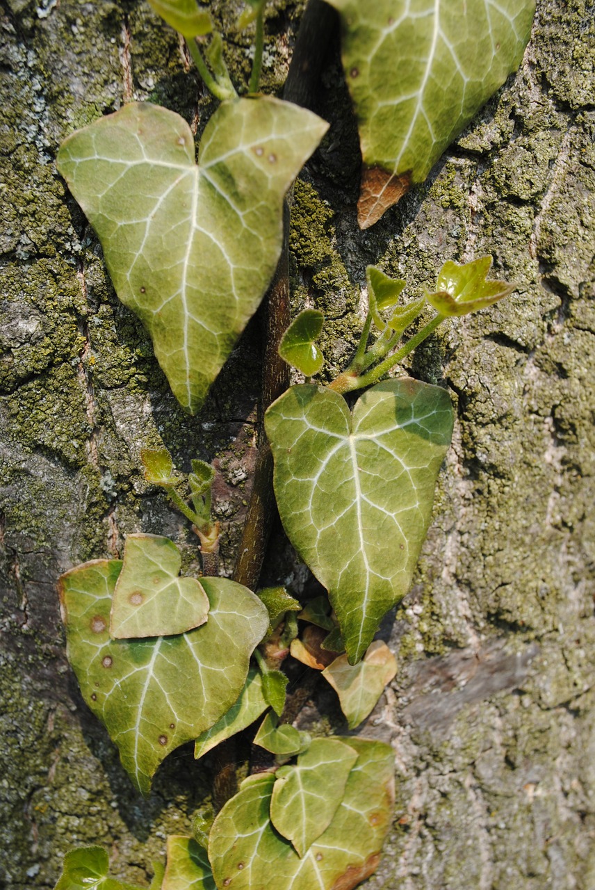 nature creeper foliage free photo