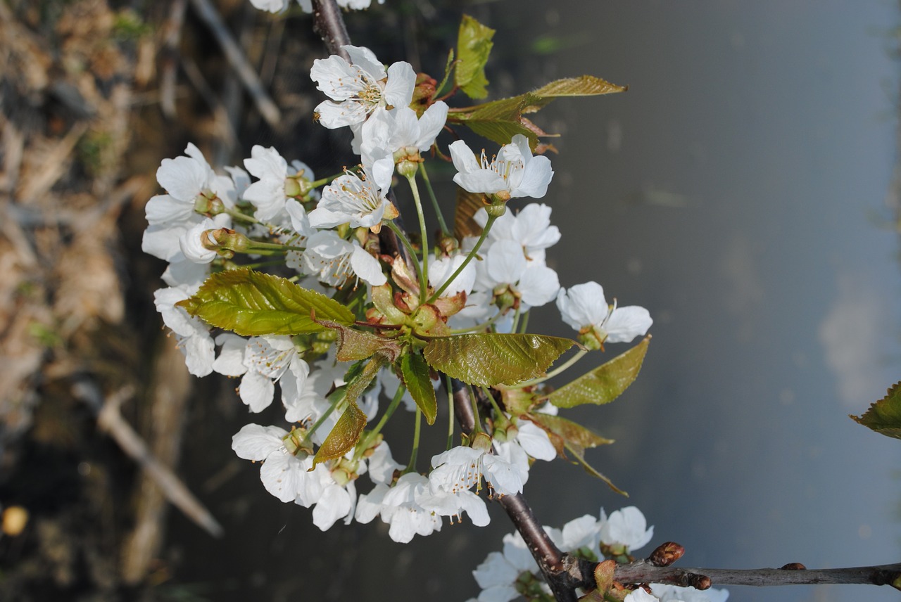 nature spring tree free photo