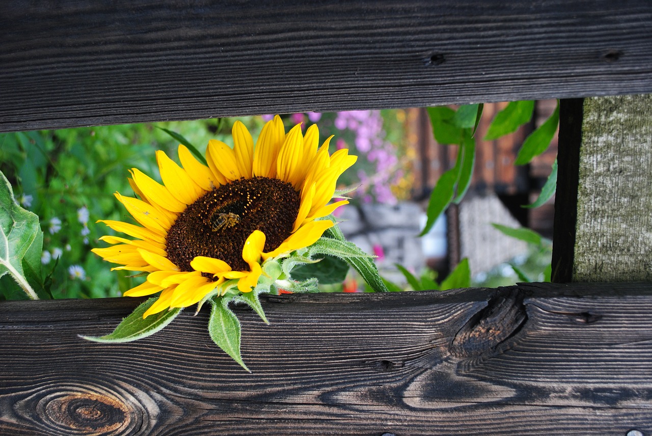 nature flower sunflower free photo