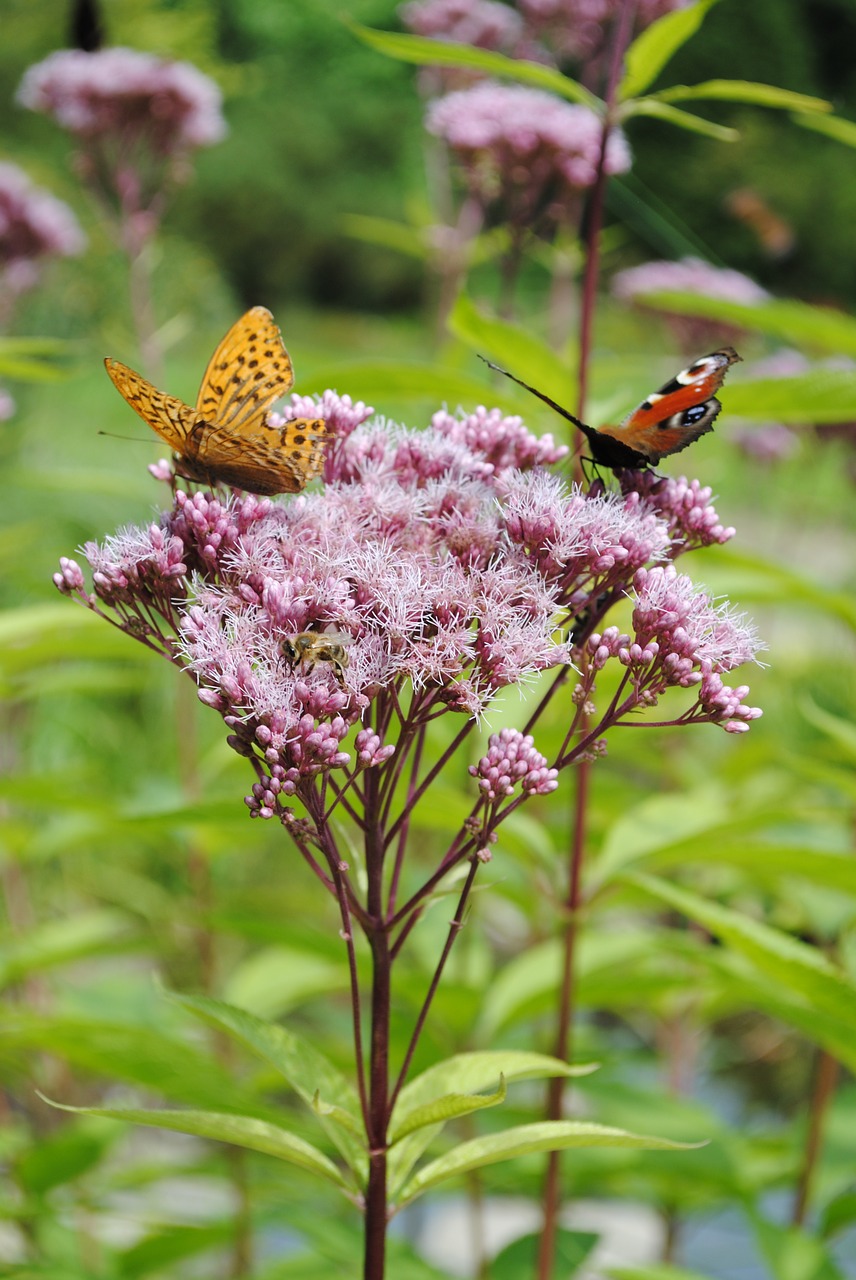 nature spring garden free photo