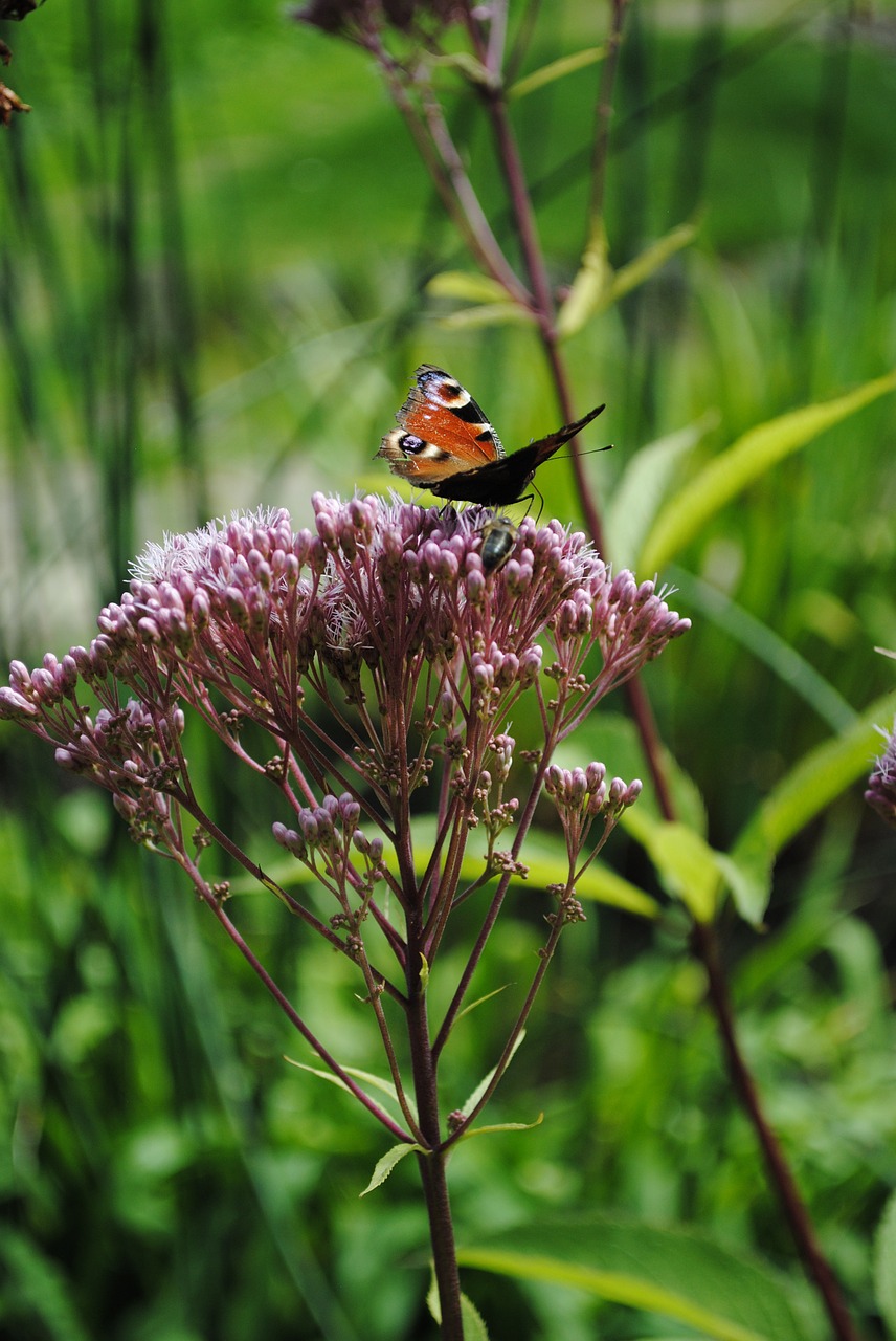 nature spring garden free photo