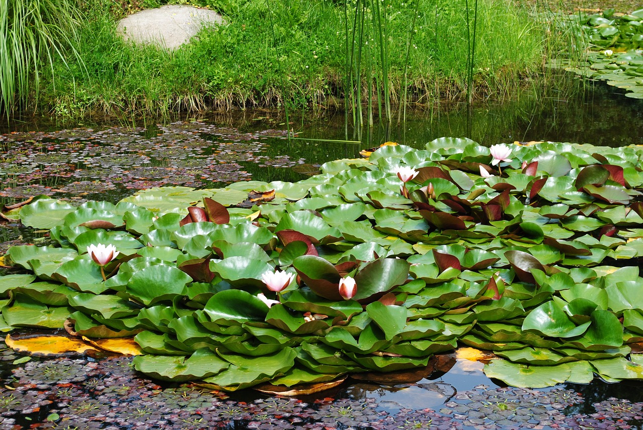 nature lilies pond free photo