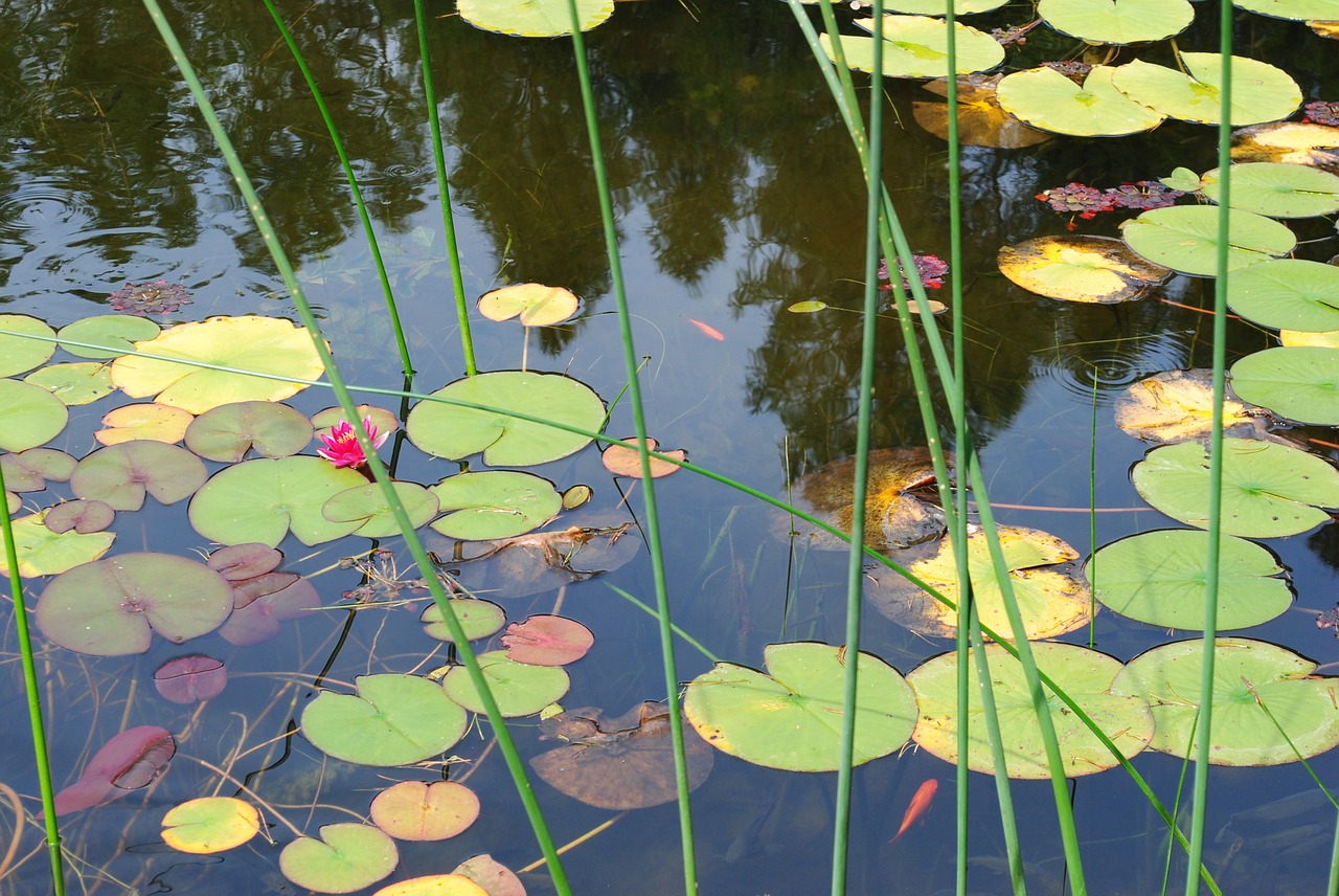 nature lilies pond free photo