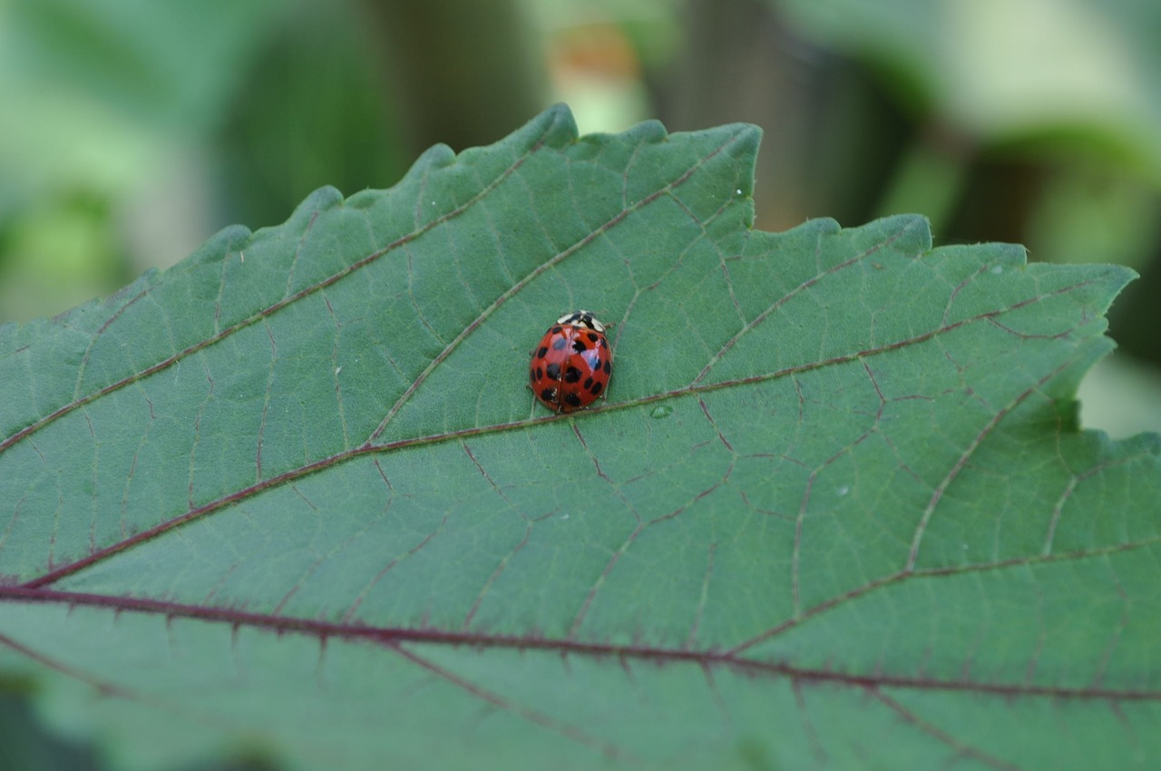 ladybug insect nature free photo