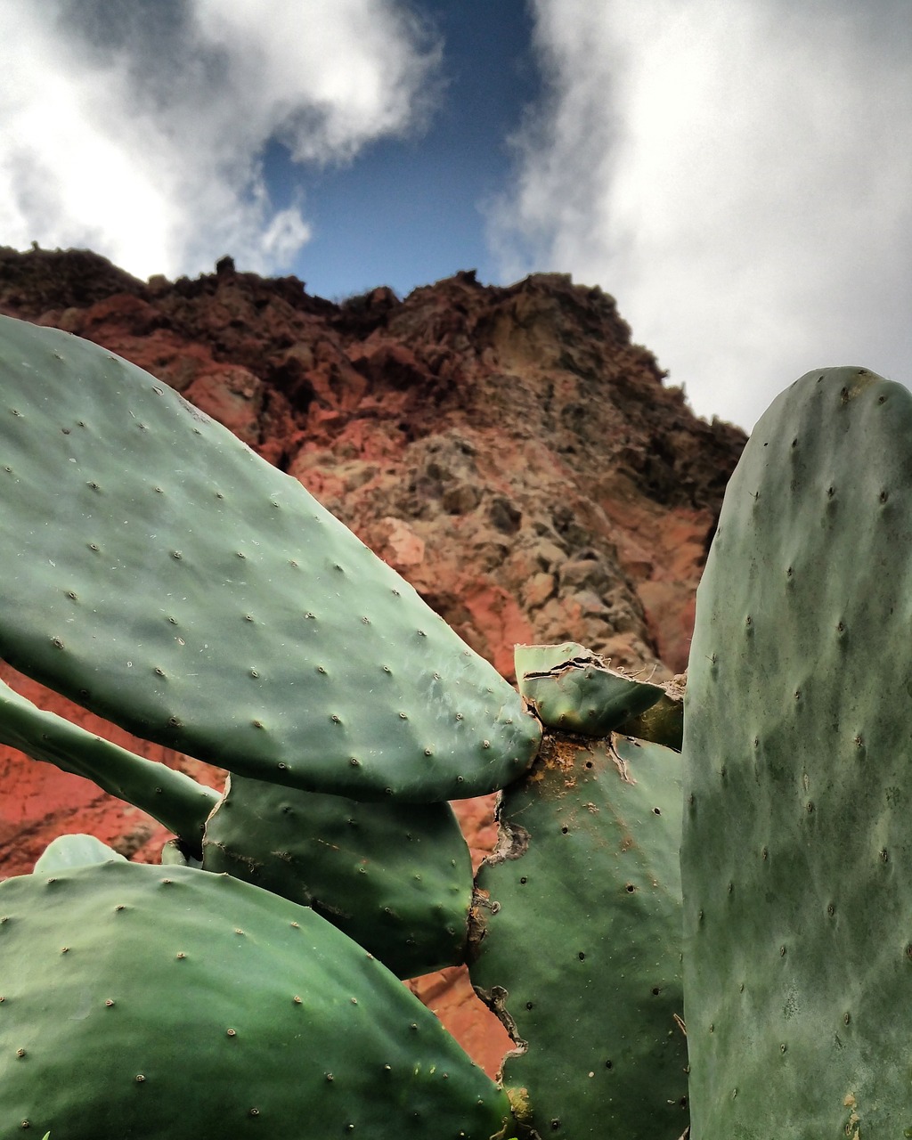 cactus nature leaves free photo