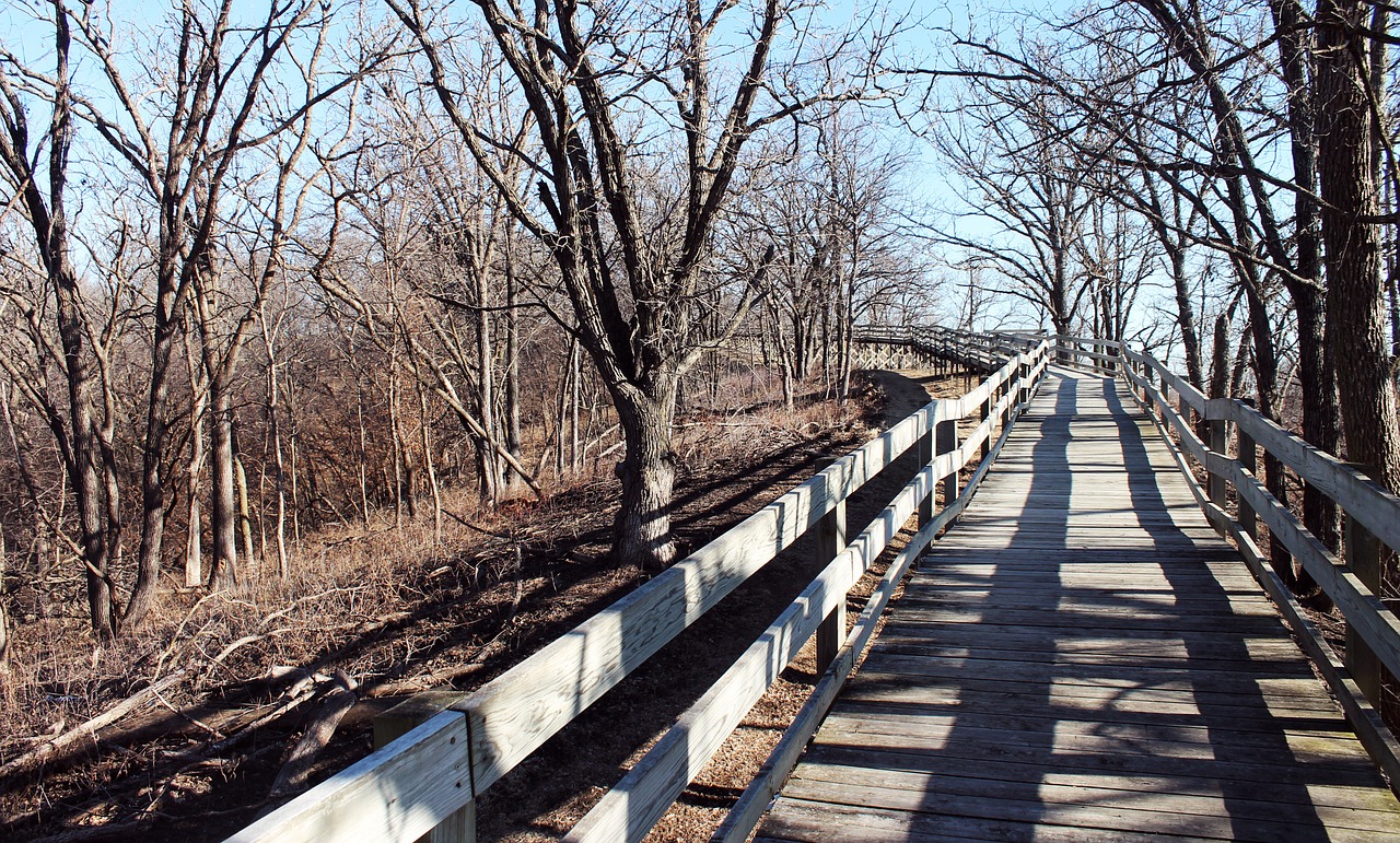 nature forest bridge free photo