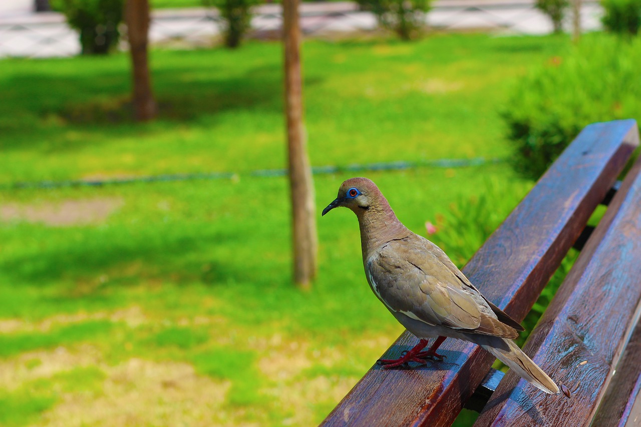 nature bird squab free photo