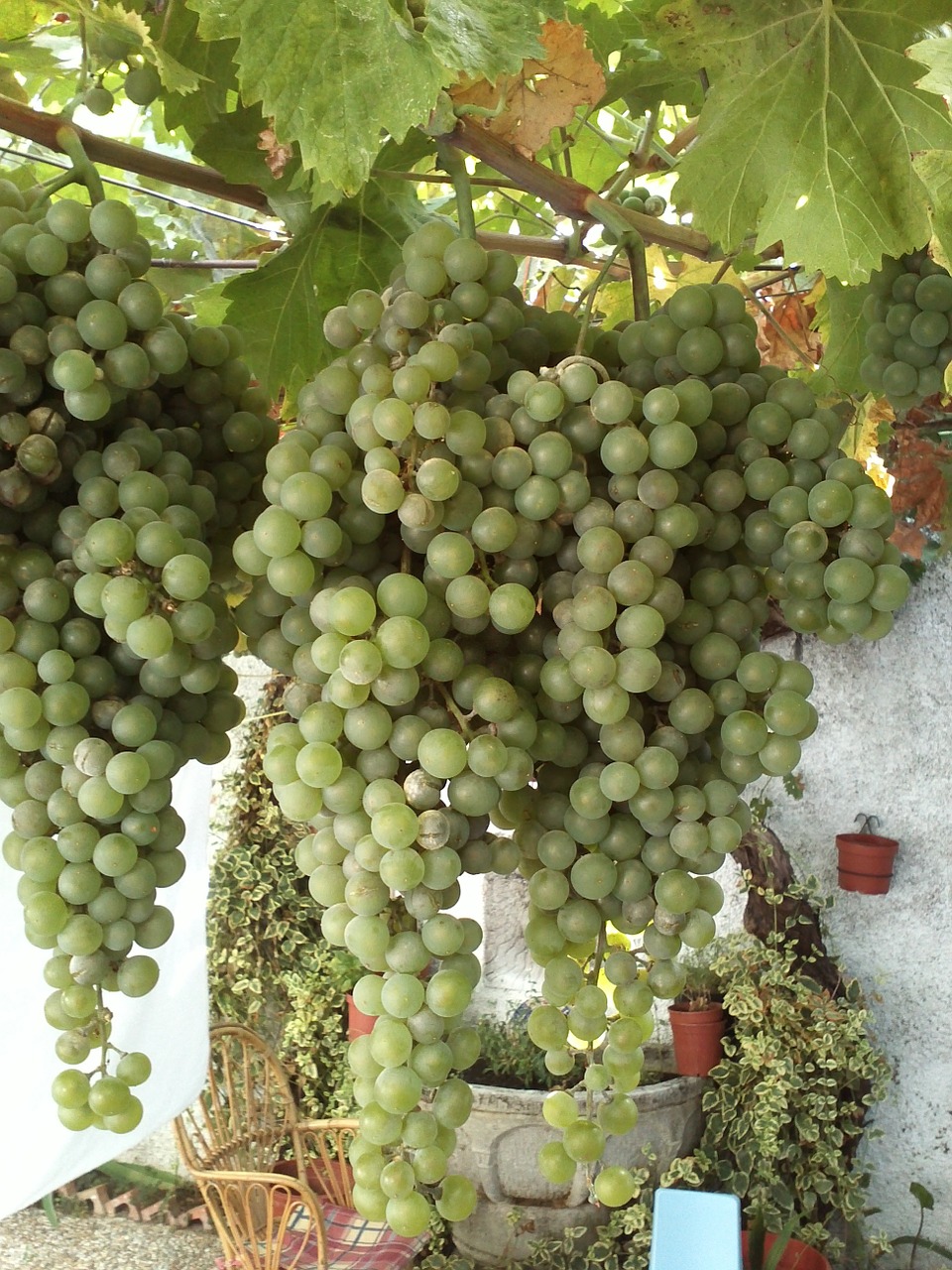 nature plants grapes free photo