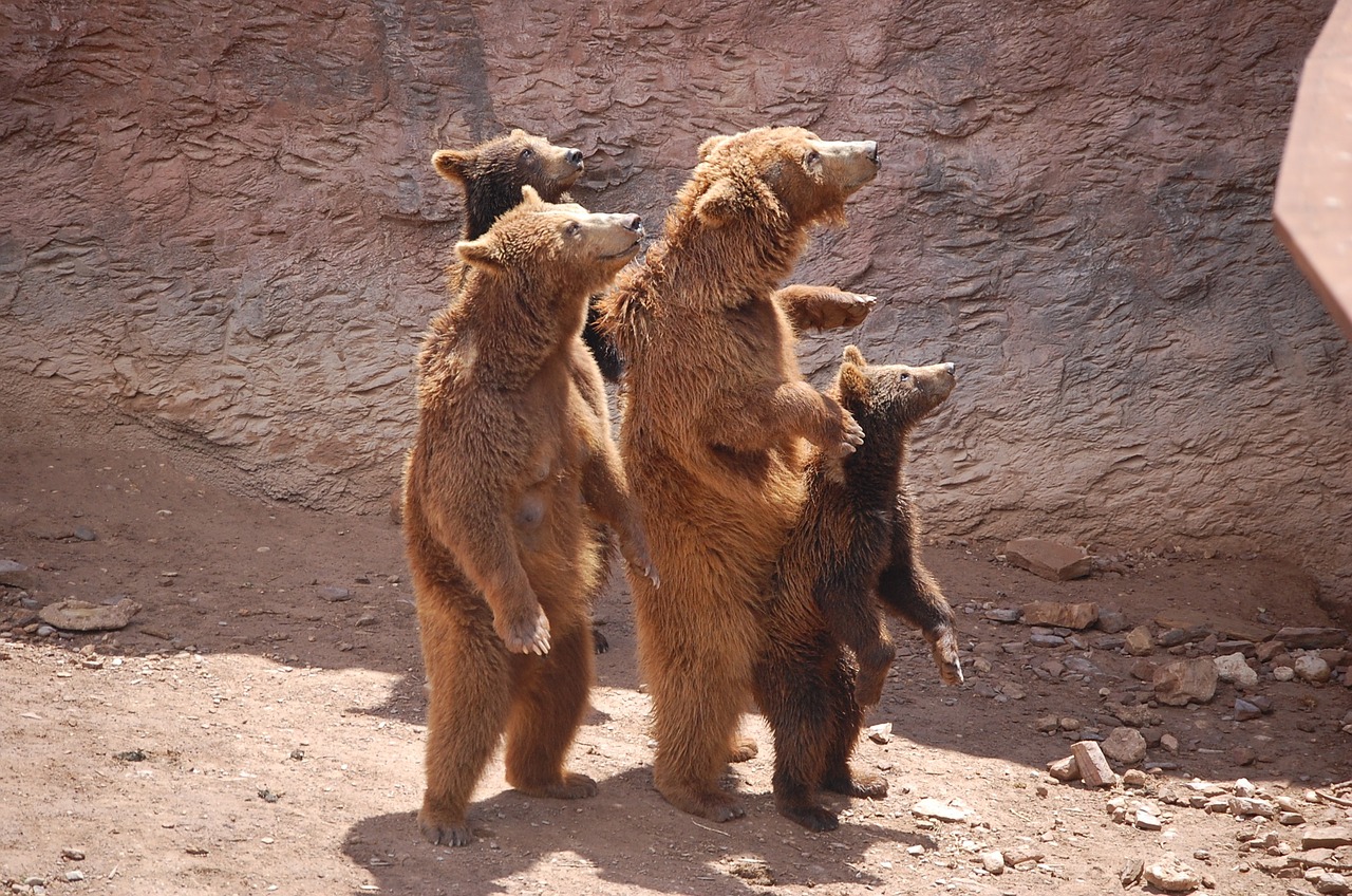 nature zoo brown bear free photo