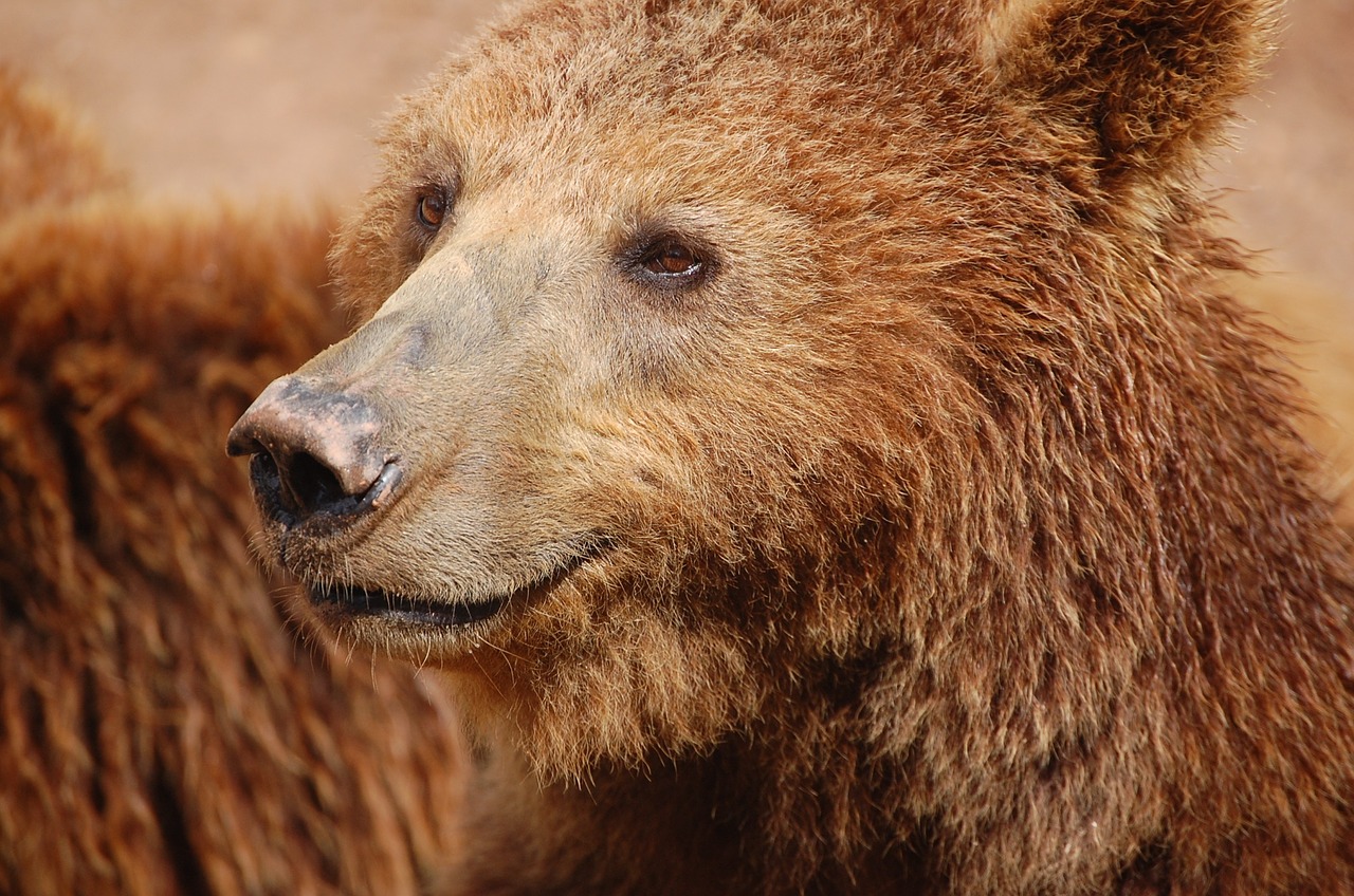 nature zoo brown bear free photo