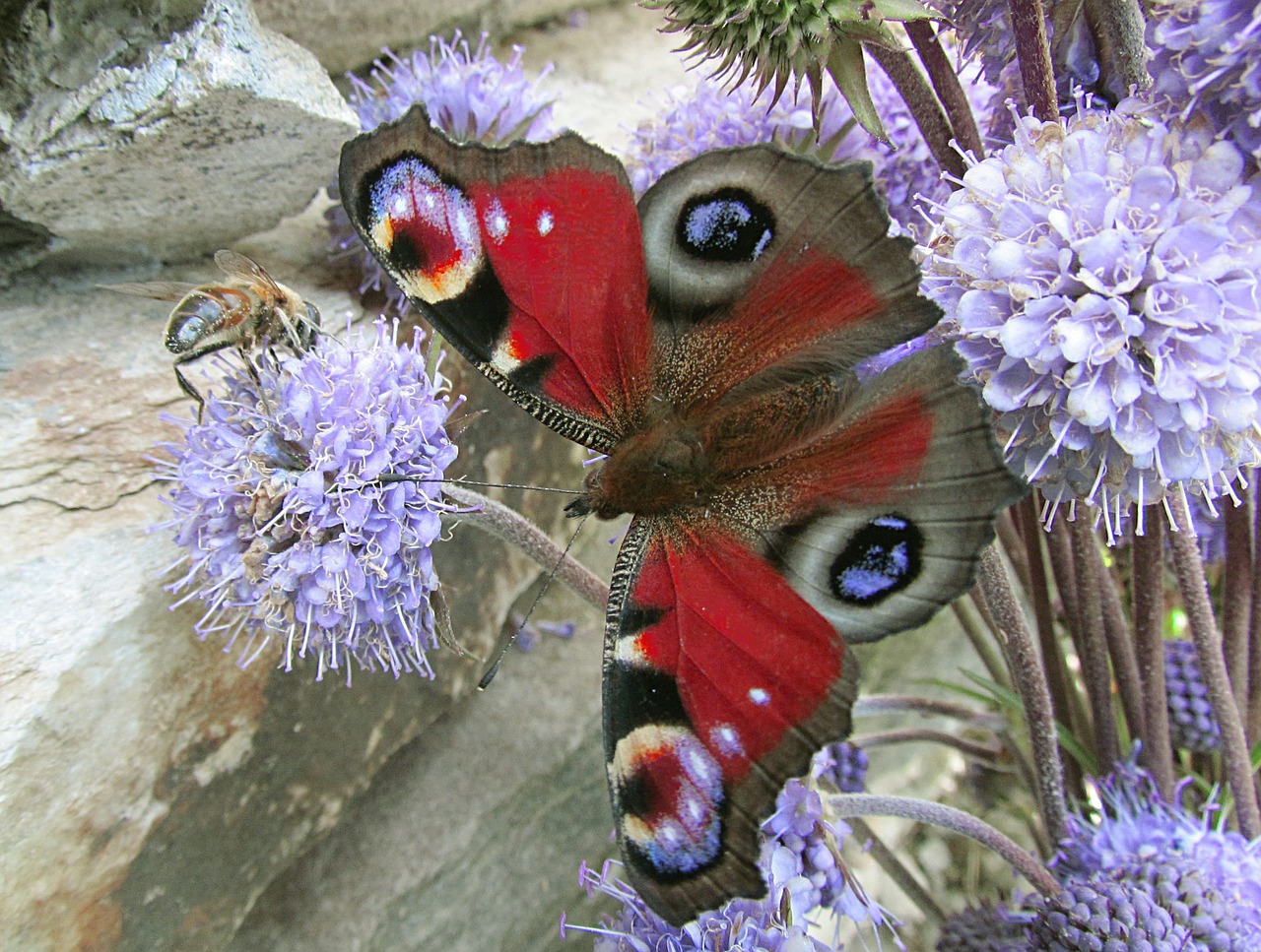 nature butterflies aglais io free photo