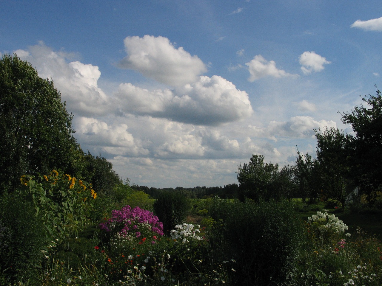 nature sky summer free photo