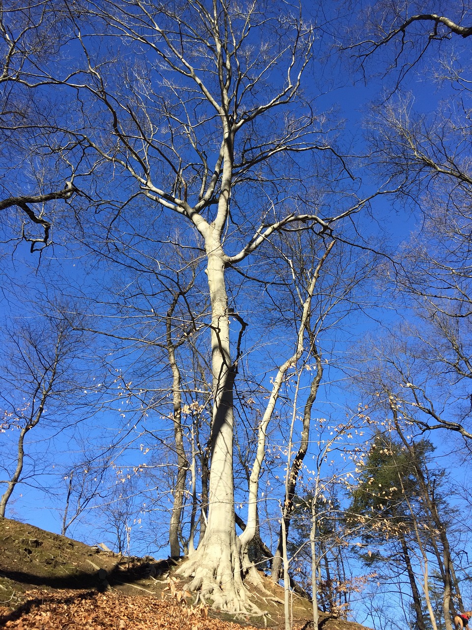 nature woods blue sky free photo