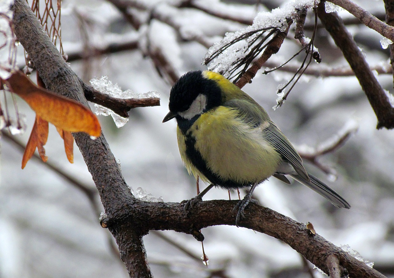 nature winter bird free photo